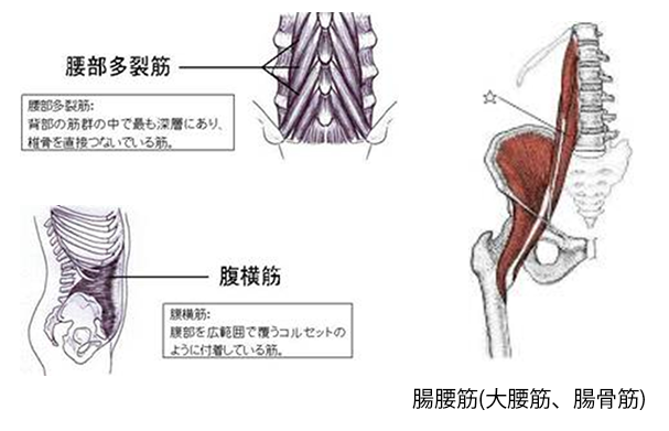 腰痛診療ガイドライン2019とモーターコントロールエクササイス 株式会社プロフィットジャパン 中高齢者フィットネスクラブfc事業